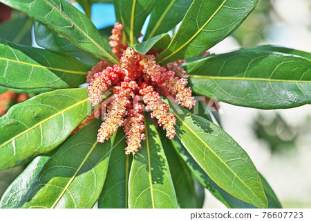 Bayberry flower 76607723