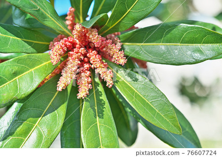 Bayberry flower 76607724