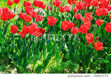 [Variety: Ile de France] Tulips with bright red petals 76607777