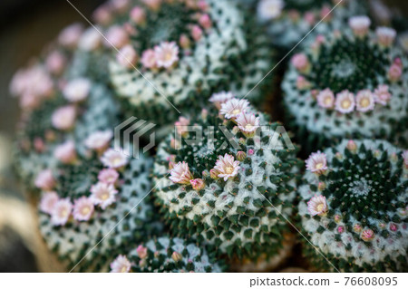 Cactus with white flowers Cactus with white flowers 76608095