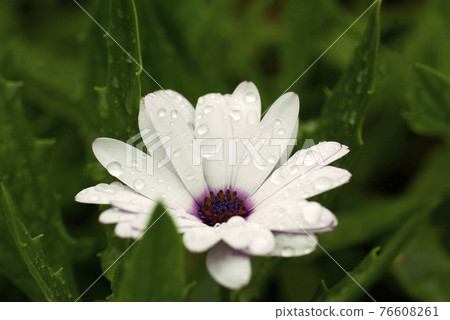 Drops on the white petals of Osteospermum 76608261