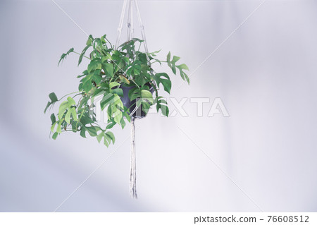 Indoors with green hanging planters of hanging plants Indoors with green hanging planters of hanging plants 76608512