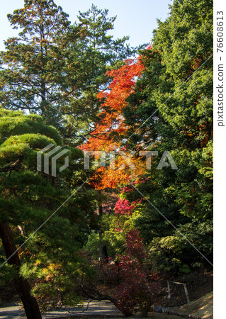 Autumn Tama Imperial Mausoleum Garden Autumn Tama Imperial Mausoleum Garden 76608613