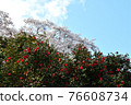 Camellia and cherry blossoms Camellia and cherry blossoms 76608734
