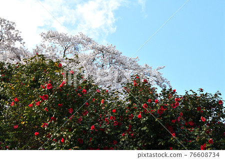 Camellia and cherry blossoms 76608734