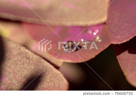 Oxalis、Triangularis、Purple Dance、Crow Oxalis 上的美麗滴) Oxalis、Triangularis、Purple Dance、Crow Oxalis 上的美麗滴) 76608750