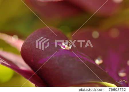 Beautiful drops on Oxalis, Triangularis, Purple Dance, Crow Oxalis) Beautiful drops on Oxalis, Triangularis, Purple Dance, Crow Oxalis) 76608752