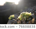 Backlit Fukinotou 76608838