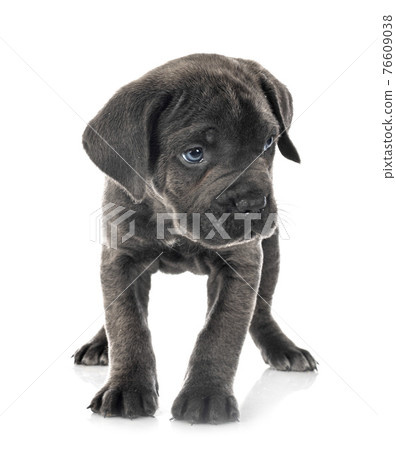 puppy cane corso puppy cane corso 76609038