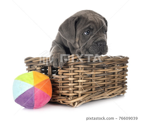 puppy Neapolitan Mastiff puppy Neapolitan Mastiff 76609039