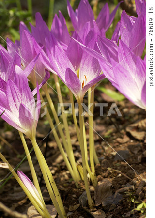 Corticum(秋番紅花)的粉紅色花朵圖案很可愛 Corticum(秋番紅花)的粉紅色花朵圖案很可愛 76609118