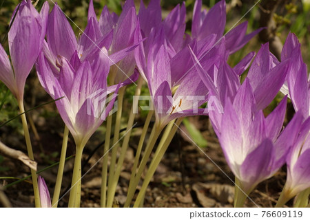 Corticum（秋番紅花）的粉紅色花朵圖案很可愛 76609119