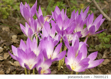 The pink flower pattern of Corticum (Autumn crocus) is cute 76609121