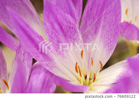 The pink flower pattern of Corticum (Autumn crocus) is cute The pink flower pattern of Corticum (Autumn crocus) is cute 76609122