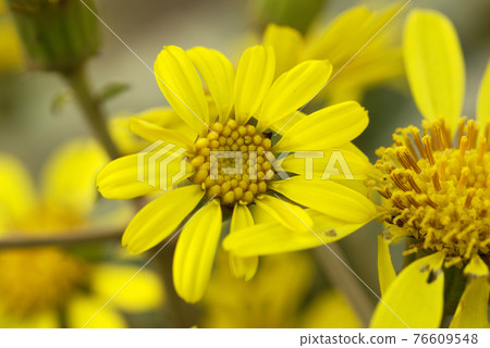 The yellow color of the leopard plant that blooms in the Japanese garden has a taste of flowers. 76609548