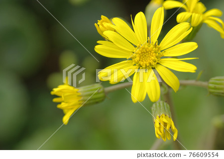 日本庭園中盛開的豹紋植物的黃色，有種花的味道。 76609554