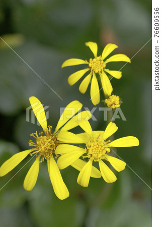 The yellow color of the leopard plant that blooms in the Japanese garden has a taste of flowers. The yellow color of the leopard plant that blooms in the Japanese garden has a taste of flowers. 76609556