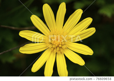 日本庭園中盛開的豹紋植物的黃色 有種花的味道 照片素材 圖片 圖庫