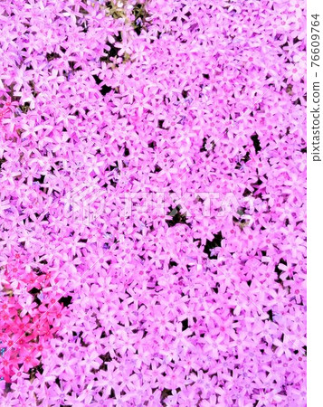 粉紅地毯苔蘚福祿考 76609764