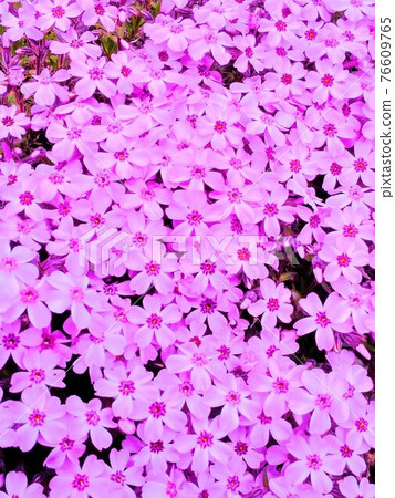 Spring color-moss phlox 76609765