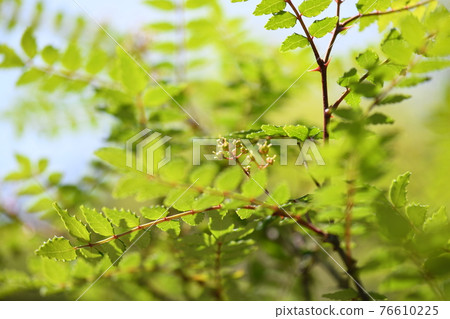 Female flower of Japanese pepper Female flower of Japanese pepper 76610225
