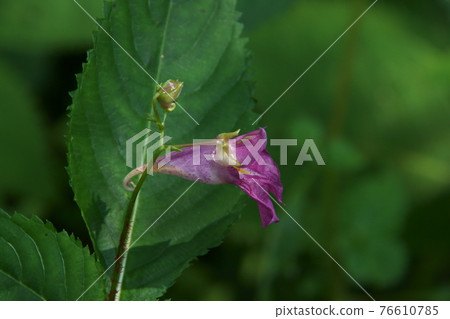 鳳仙花 鳳仙花 76610785