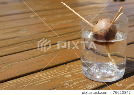 Rooting from avocado seeds 76610842