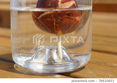Rooting from avocado seeds 76610851