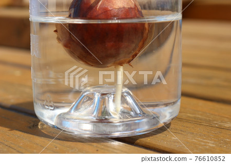 Rooting from avocado seeds 76610852