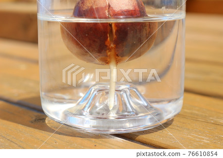 Rooting from avocado seeds 76610854
