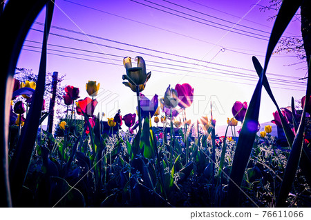 Tulip field Tulip field 76611066