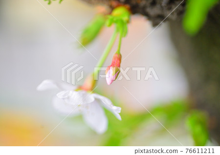 Sakura Somei Yoshino close-up 76611211