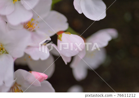 Sakura Somei Yoshino close-up 76611212