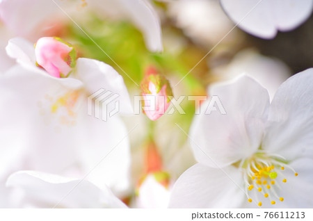 Sakura Somei Yoshino close-up Sakura Somei Yoshino close-up 76611213