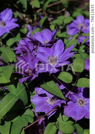 Clematis (tessen) 76611635