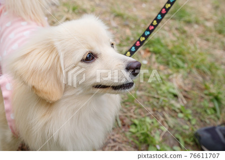 Small dog Pomex smile 76611707