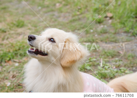 Small dog Pomex smile 76611708