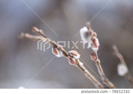 Flower ear of pussy willow Flower ear of pussy willow 76612182
