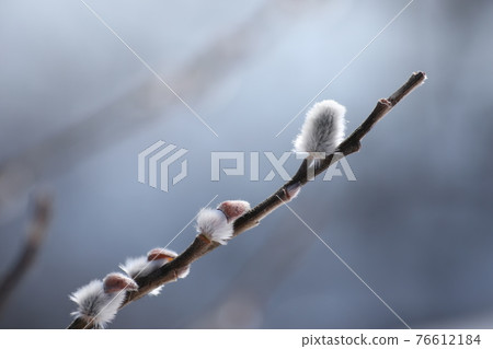 褪色柳的花穗 76612184