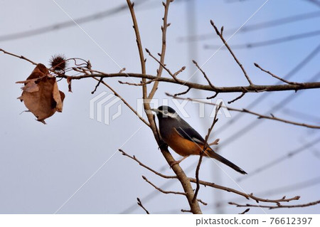 White-eared Thrush (Heterophasia auricularis) White-eared Thrush (Heterophasia auricularis) 76612397