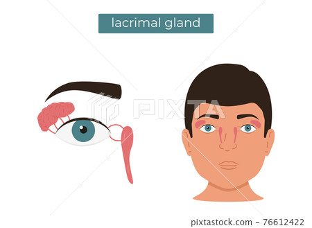 Vector flat illustration of the anatomy of the lacrimal gland. 76612422