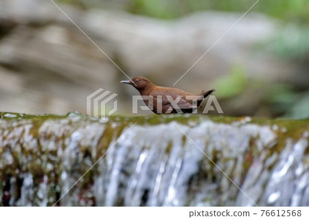 河烏(Enicurus scouleri Hartert.)在台灣溪流. 76612568