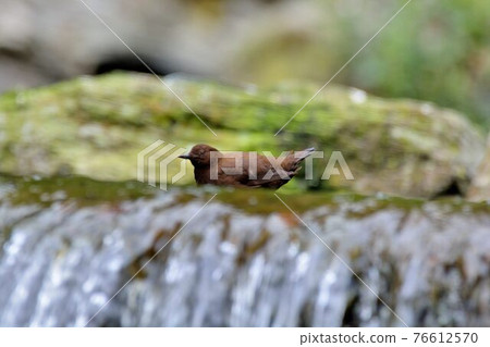 River Wu (Enicurus scouleri Hartert.) Flows in Taiwan. River Wu (Enicurus scouleri Hartert.) Flows in Taiwan. 76612570