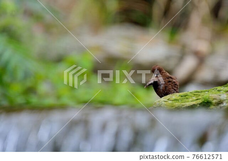 河烏(Enicurus scouleri Hartert.)在台灣溪流. 76612571