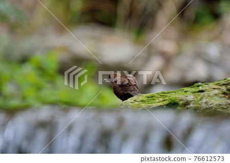 河烏(Enicurus scouleri Hartert.)在台灣溪流. 76612573