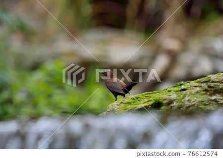 河烏(Enicurus scouleri Hartert.)在台灣溪流. 76612574