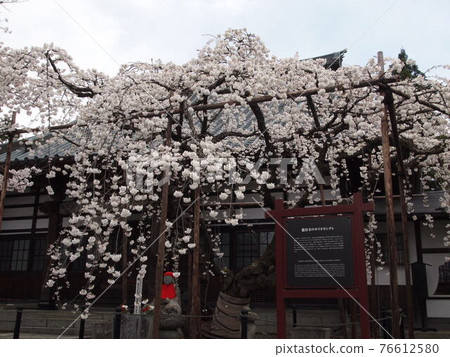 Natural monument "Morioka Shidare of Ryutani Temple" Natural monument "Morioka Shidare of Ryutani Temple" 76612580