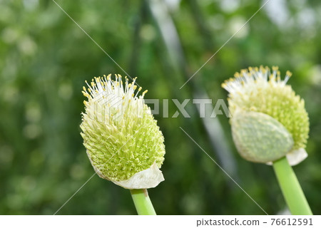 兩個大蔥都開了 76612591