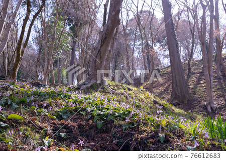 Asuke-cho, Toyota City, Aichi Prefecture, Korankei Gorge's Katakuri colony Asuke-cho, Toyota City, Aichi Prefecture, Korankei Gorge's Katakuri colony 76612683