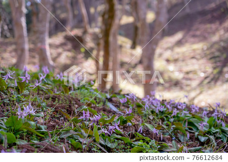 Asuke-cho, Toyota City, Aichi Prefecture, Korankei Gorge's Katakuri colony Asuke-cho, Toyota City, Aichi Prefecture, Korankei Gorge's Katakuri colony 76612684